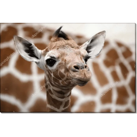 Кроха жираф. Сток